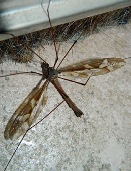 Tipula maxima